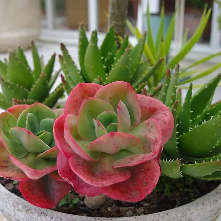 Szálloda Do Cerrado Lamego