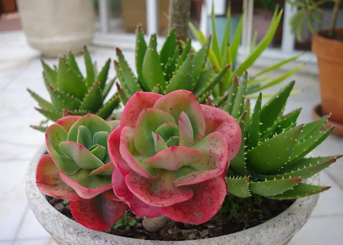 Hotel Do Cerrado Lamego